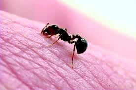 picada de formiga