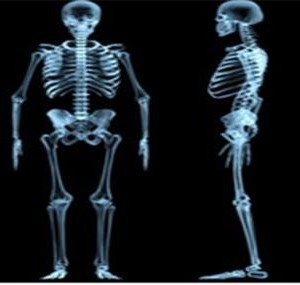ossos do corpo humano