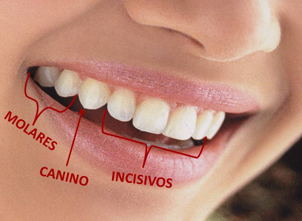 Conheça Os 4 Tipos De Dentes Humanos Fortíssima