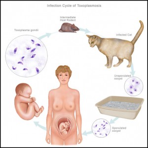 toxoplasmose na gravidez