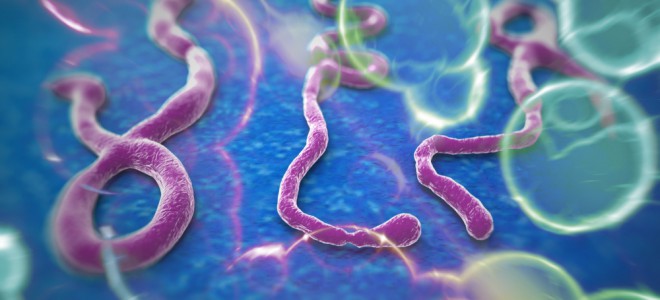 Vírus ebola provoca uma espécie de febre hemorrágica, não tem cura e pode matar. Foto: Shutterstock