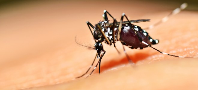 mosquito-transgenico
