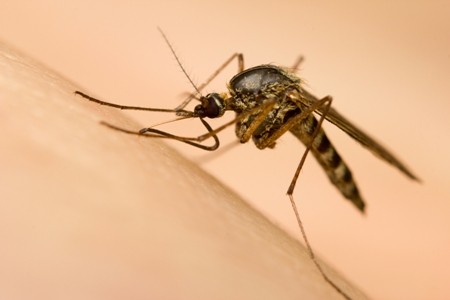 sintomas da dengue
