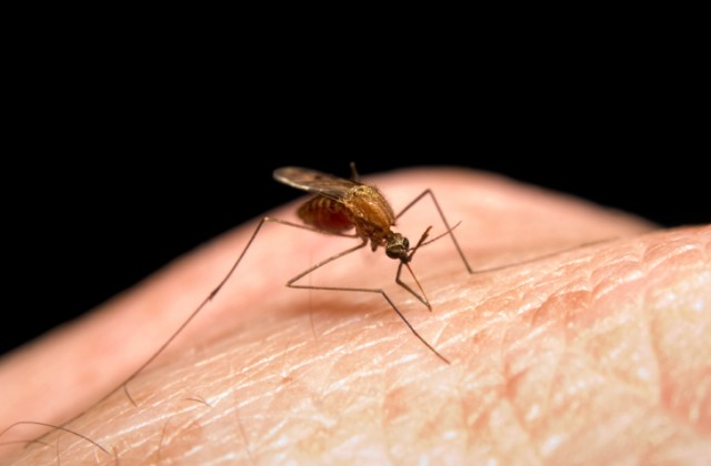 tratamento da malaria