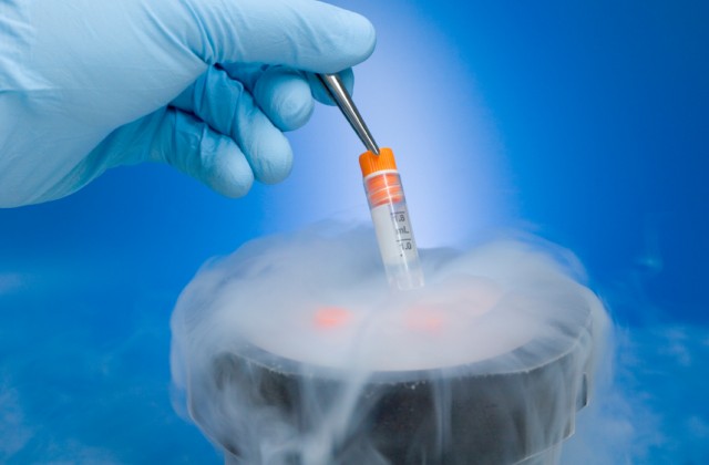 congelamento de embriões