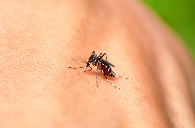 prevencao da dengue