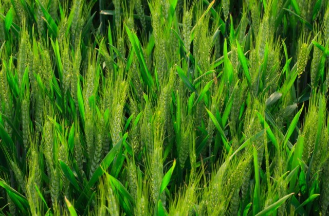 trigo verde