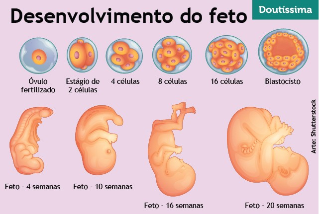 desenvolvimento-do-feto