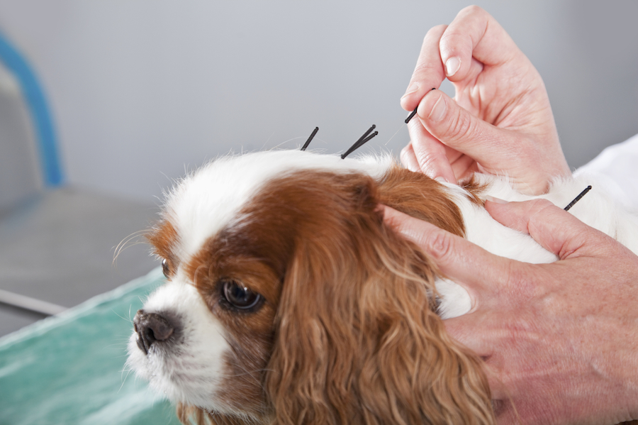 O que é acunputura para animais? Ela promete curar doenças. Foto: iStock/GettyImages