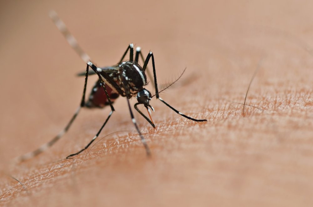 O zika vírus costuma ser uma doença assintomática