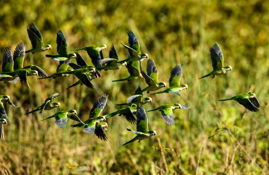 Pássaros do Pantanal Matogrossense