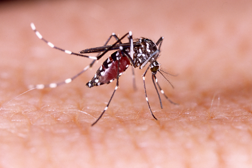sintomas do zika vírus